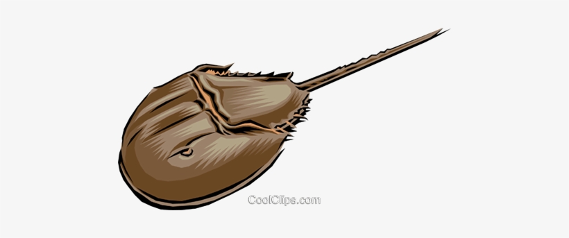 Horseshoe Crab Royalty Free Vector Clip Art Illustration - Horseshoe Crab Clipart, transparent png