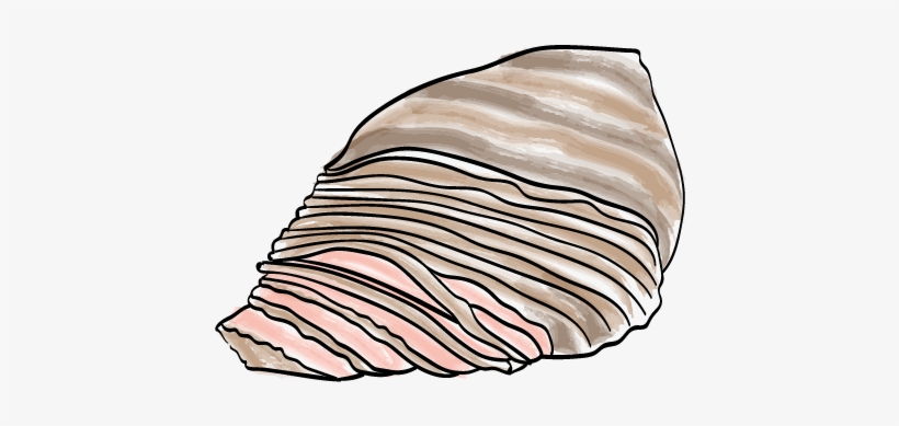 Brisket - Shell, transparent png