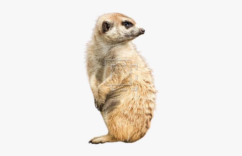 Parent Category - Animal Cut Out Png, transparent png