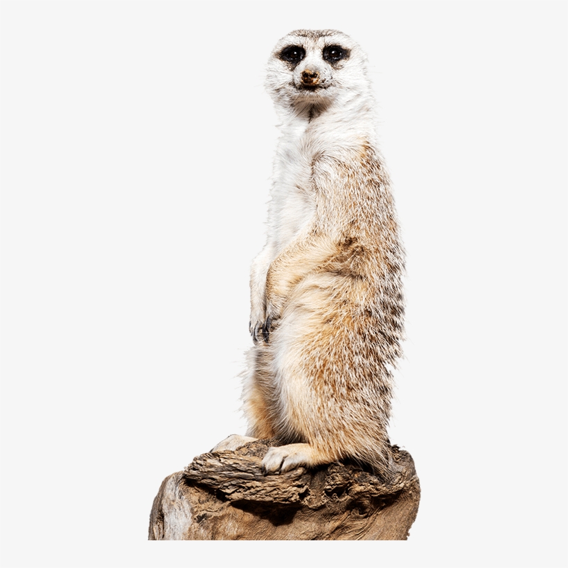 Meerkat Side Image - Meet The Meerkats Canberra Zoo, transparent png