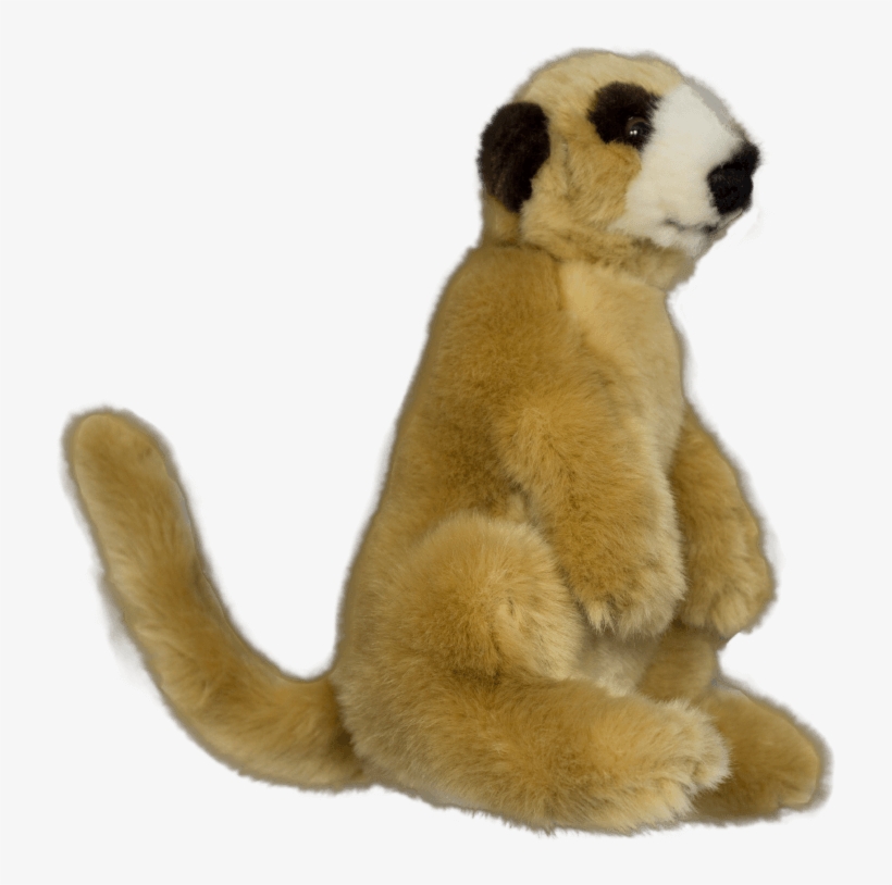 1 - Meerkat, transparent png