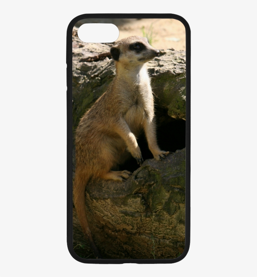 Meerkat, transparent png