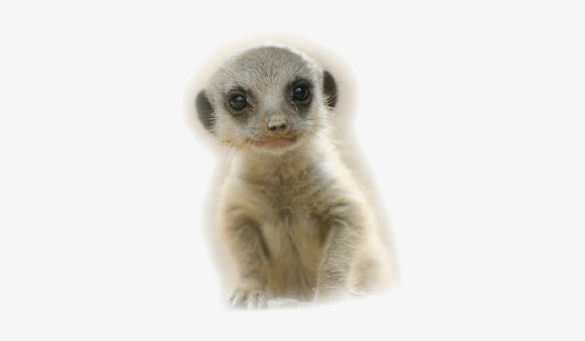 Baby Meerkat, Very Cute, Asking "are You A Meerkat" - Infant, transparent png