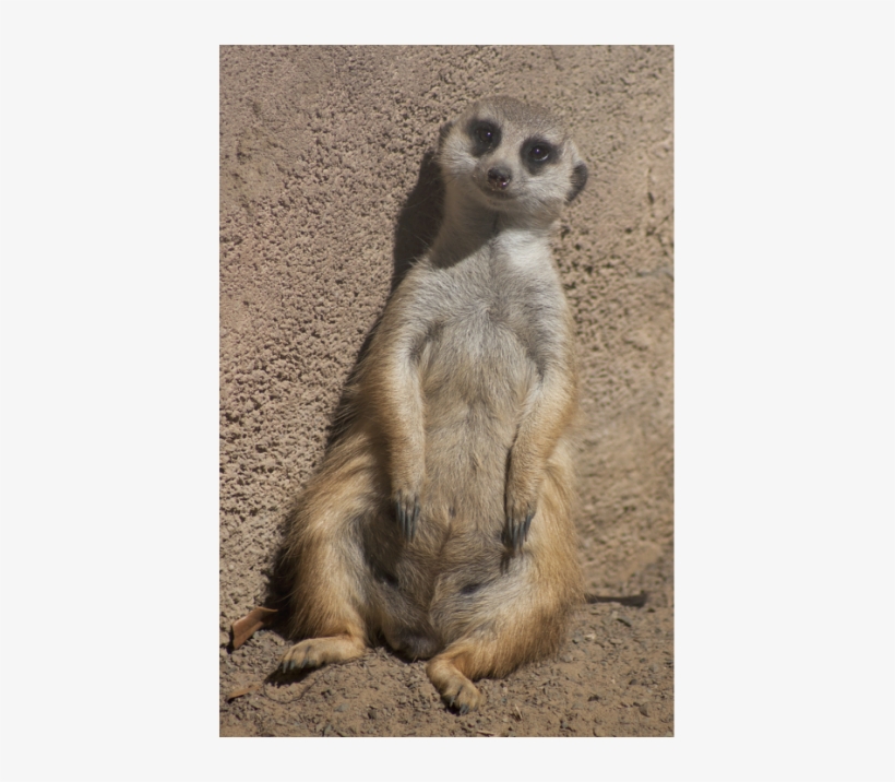 Meerkats Should Live In Captivity Because We Don't - Meerkat, transparent png