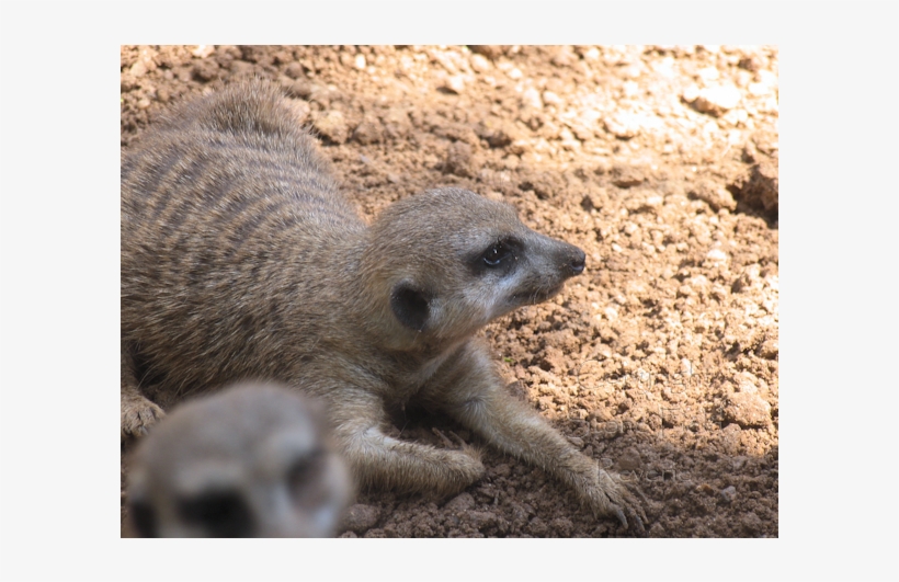 Houston Zoo Meerkat - Meerkat, transparent png