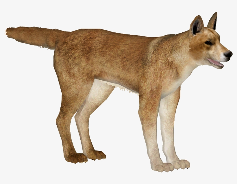 Dingo - Dog Yawns, transparent png
