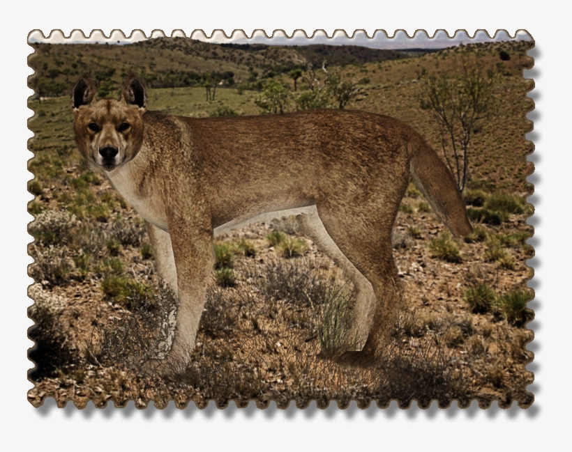 Dingo Zerosvalmont - Dog, transparent png