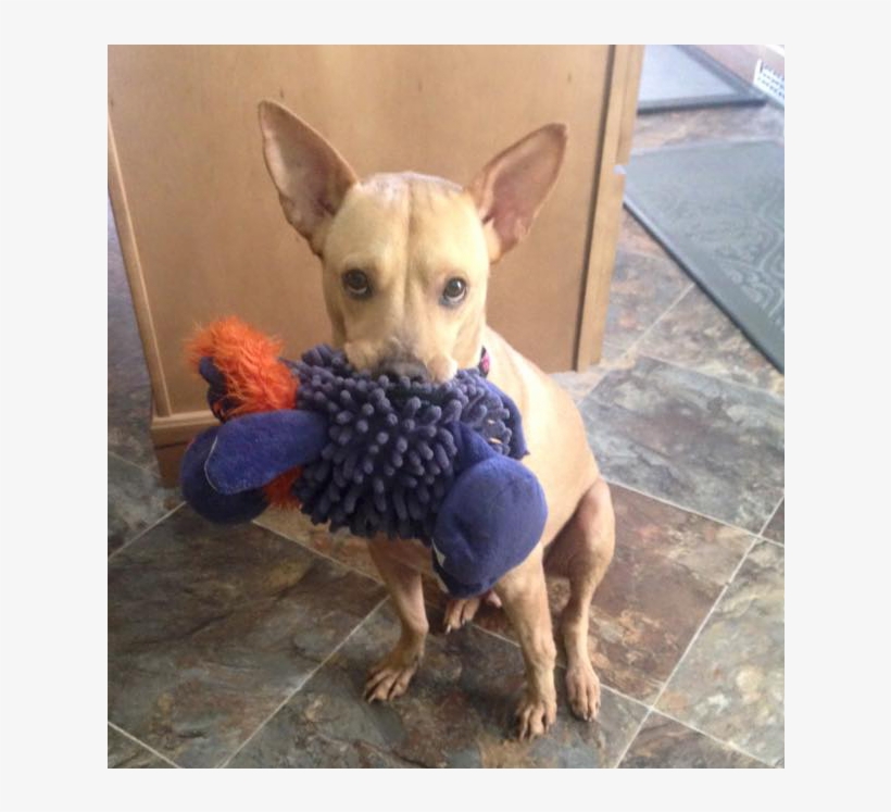 Chihuahua, transparent png