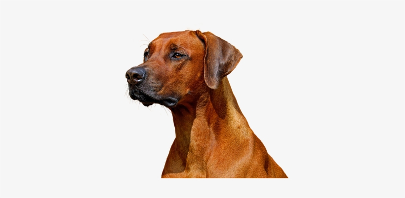 Dog, Isolated, Hundeportrait, Animal, Nature - Sticker Ridgeback Snob, transparent png