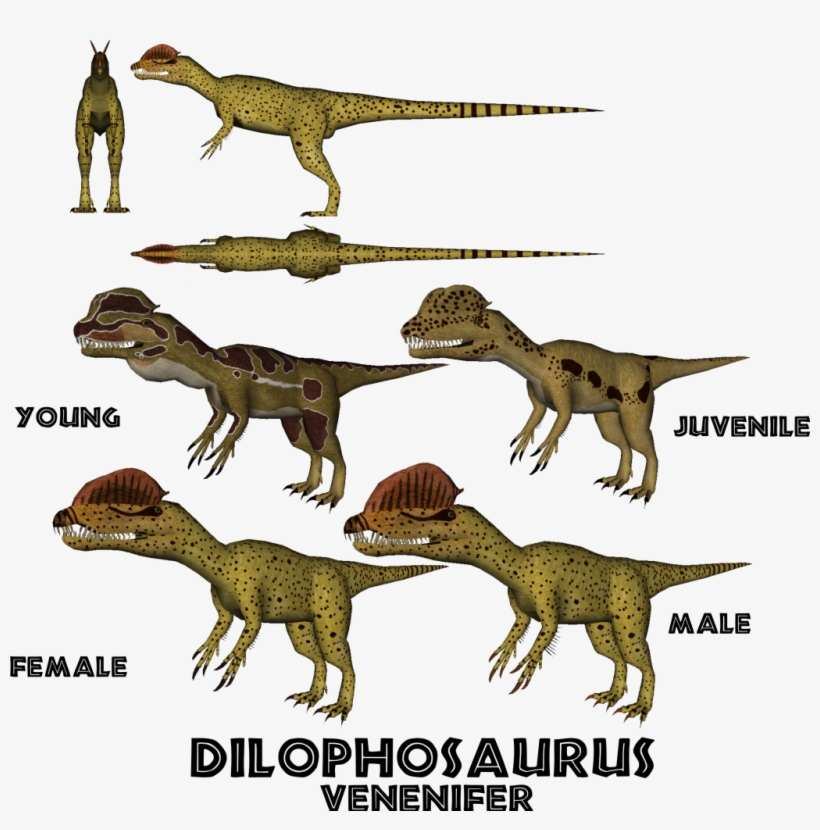 Posted Image - Dilophosaurus Male And Female, transparent png