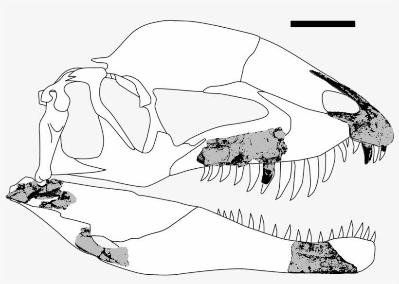 Dracovenator Fossils - Skull, transparent png
