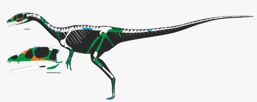 Dracoraptor Skeleton, transparent png