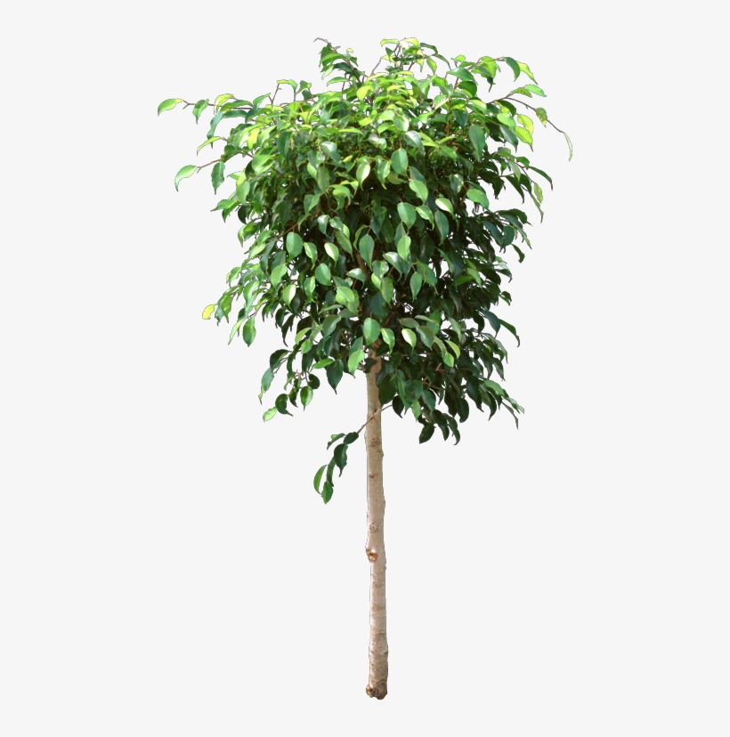 The Original Indoor Ficus, Ficus Benjamina, Lost Leaves - Ficus Png, transparent png