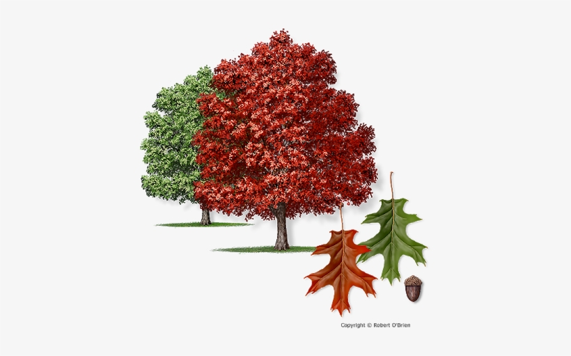 Red Oak Tree - Acer Tataricum Ginnala Flame, transparent png