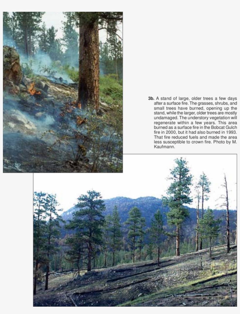 A Surface Fire In A Ponderosa Pine Stand Burns The - Tree, transparent png