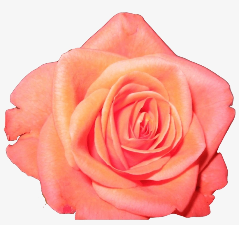 Transparent Flower Crown Tumblr Image Collections Flower - Posterazzi Laugh Rose Poster Print By Lauren Gibbons, transparent png