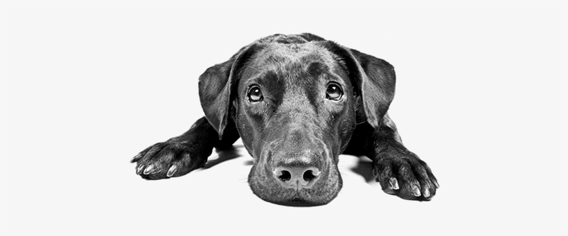 Black Lab Lying Down Looking Up Copy - Sorry You Re Feeling Poorly, transparent png