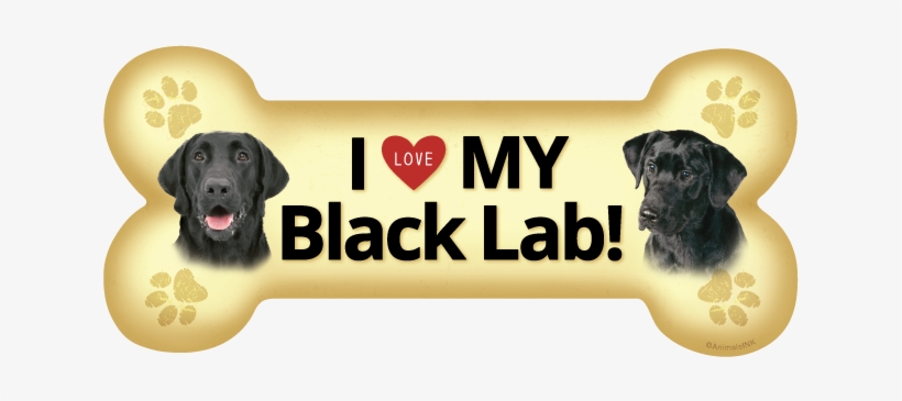 Large Bone Magnets - Loose-leaf Version For Introduction To Genetic Analysis, transparent png