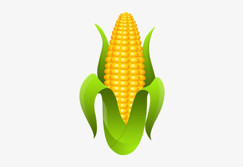 Trazemos A Imagem Da Espiga, Que Esconde Uma Grande - Espiga De Milho Png, transparent png