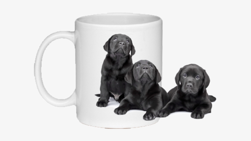 Black Labrador Puppies - Coaster, transparent png