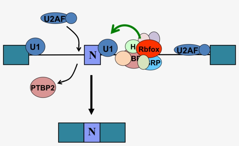 Neuronal N1 Exon Rnp - Cartoon, transparent png