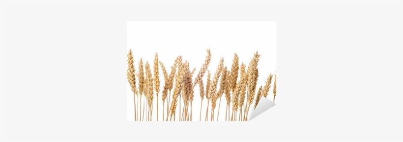 Espigas De Cereal De Trigo Aisladas Sobre Fondo Blanco - Trigo Imagen Sin Fondo, transparent png