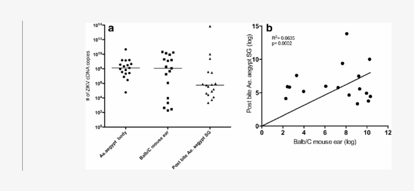 Zikv Detection By Qpcr In Single Infected Aegypti Aegypti - Common Fig, transparent png