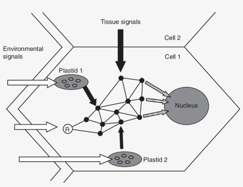 Model Of Integration Of Various Signals In A Plant - Cell, transparent png