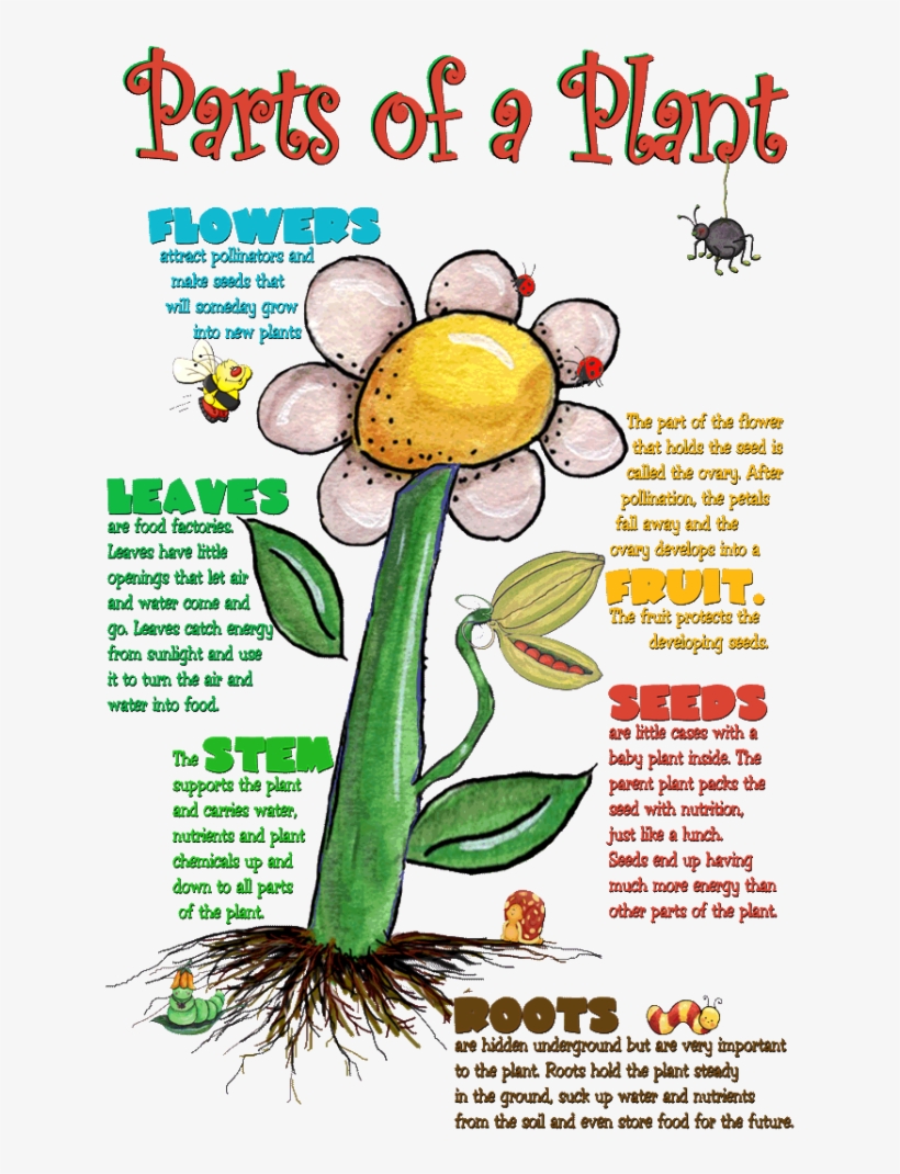 What Do We Need To Know About Parts Of A Plant Cell Uses Of Parts Of