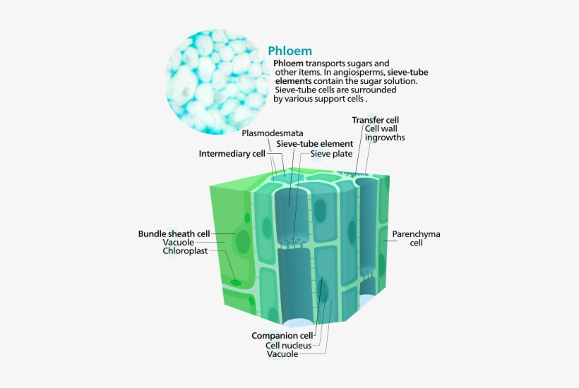 Plant Cell Diagram Test Best Of Phloem Of Plant Cell - Phloem Cell, transparent png