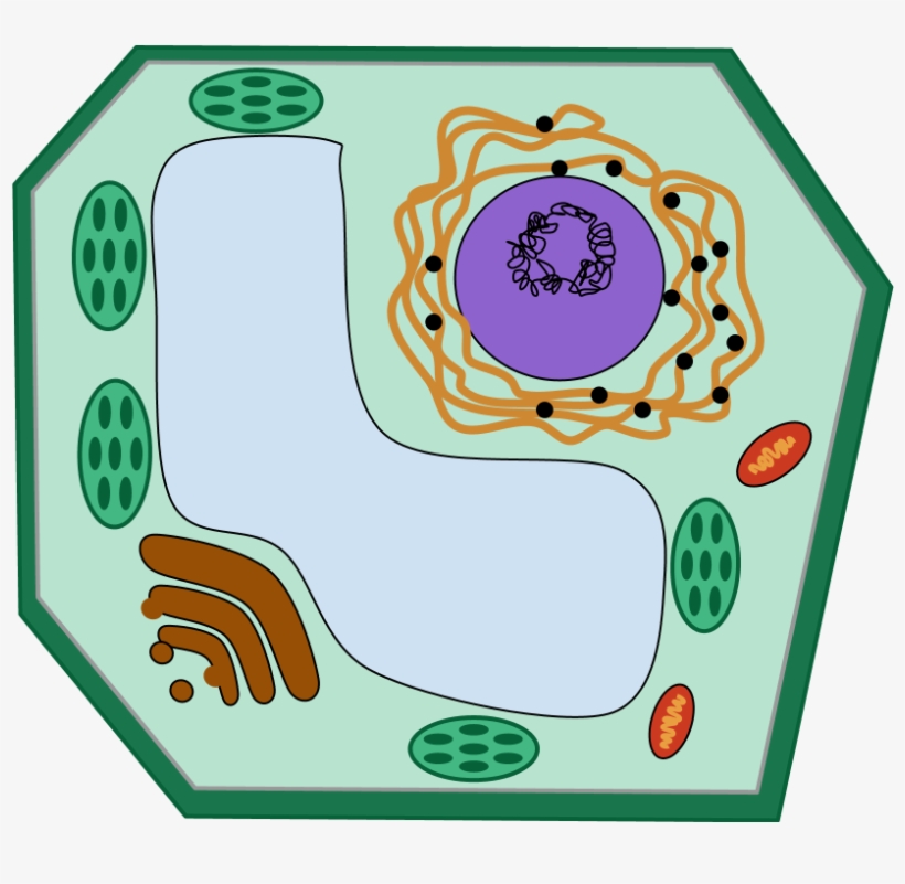 Bacteria, transparent png