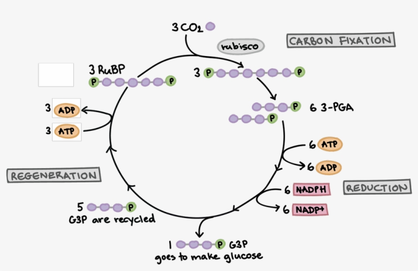 Do You Know Where This Cycle Occurs In A Plant Cell - Calvin Cycle Khan Academy, transparent png