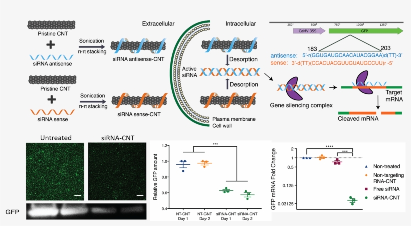 Our Work Provides A Tool For Species-independent, Targeted, - Small Interfering Rna, transparent png