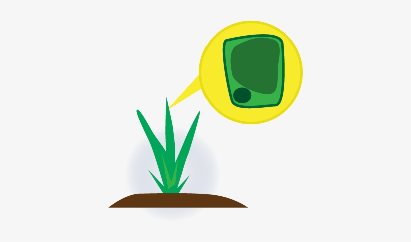 The Cell Of A Healthy Plant - Cell, transparent png