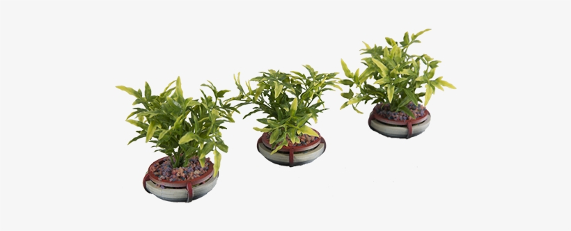 Add Ons, Futura City Tagged With - Bonsai, transparent png