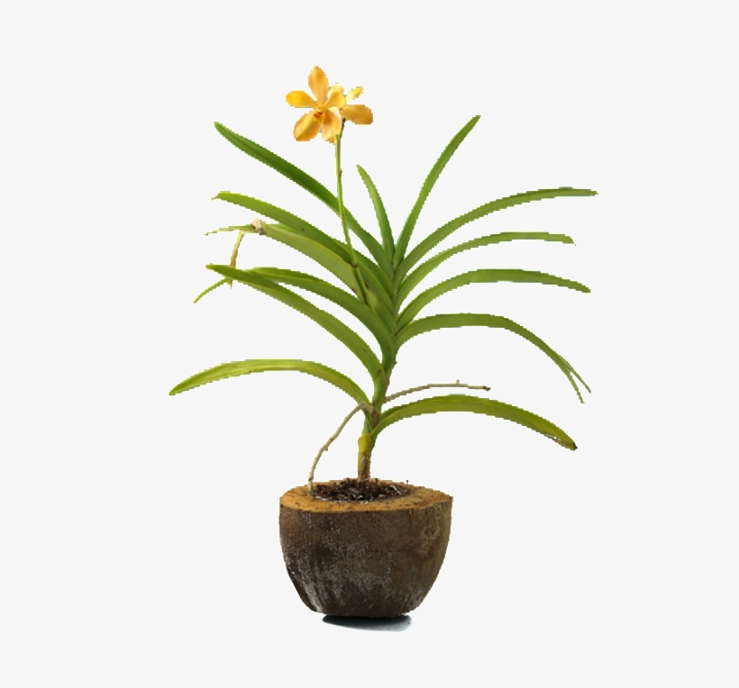 Coco Husk Pot - Green Earth, transparent png