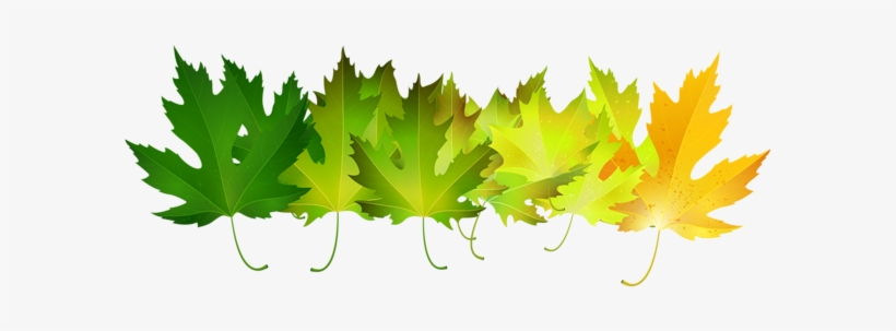 Green Autumn Leaves Transparent Clip Art Image - Autumn Leaves Green Png, transparent png