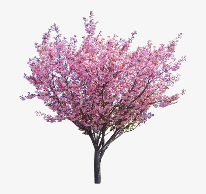 Tree Surgery & Consultancy Company Based In The North - Western Redbud Png, transparent png