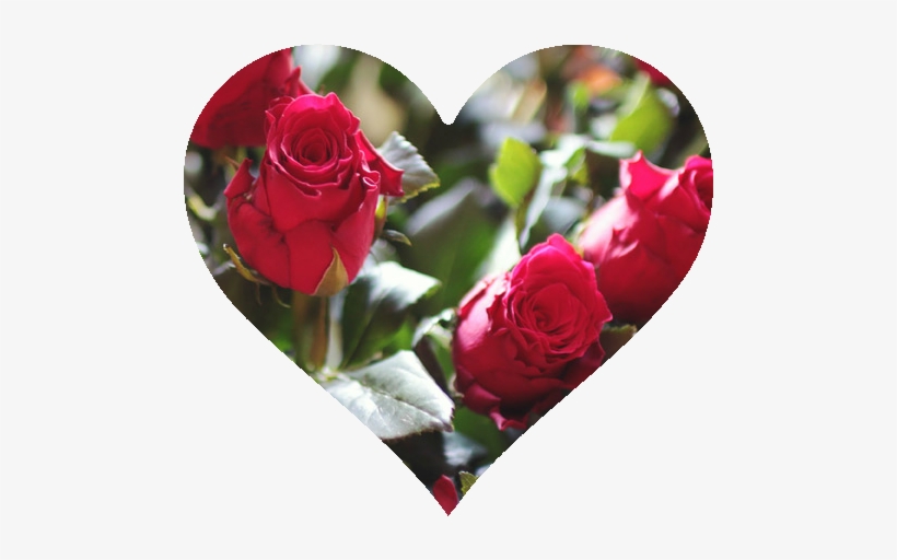Celebrate Valentine's Day At One Of These Local Fancy - Primarosa Flowers, transparent png