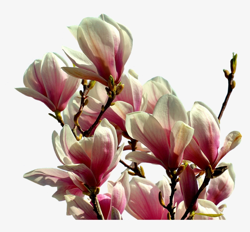 Magnolia, Tree, Flowers, Spring, Pink, Nature, Isolated - Magnolia Png, transparent png