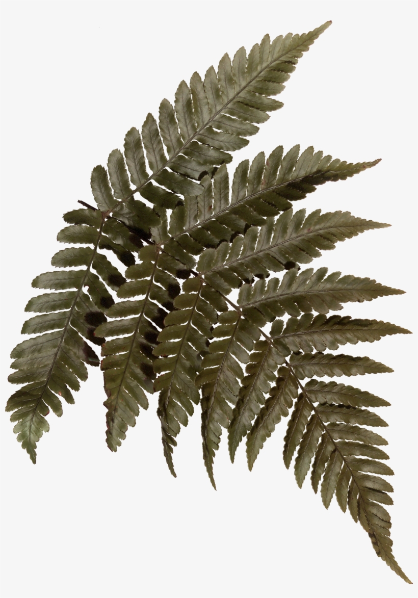 #blinkscan Does Nature - Fern, transparent png