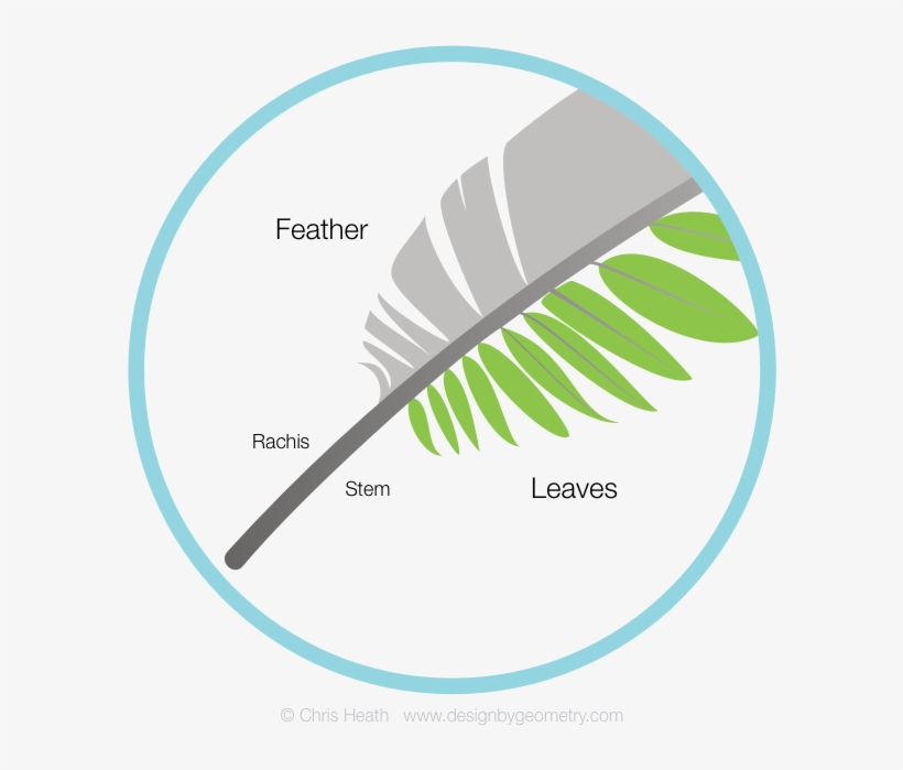 Fern Leaf And Feather, transparent png