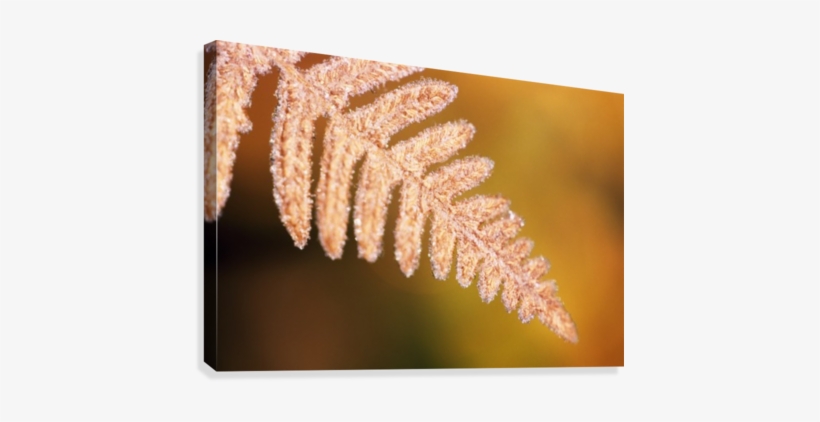 Frost On A Fern Leaf Canvas Print - Printfinders 'frost On A Fern Leaf' By Craig Tuttle, transparent png