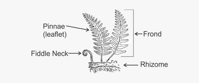 Pinnae- Smallest Subdivision Of A Fern Leaf - Biology, transparent png