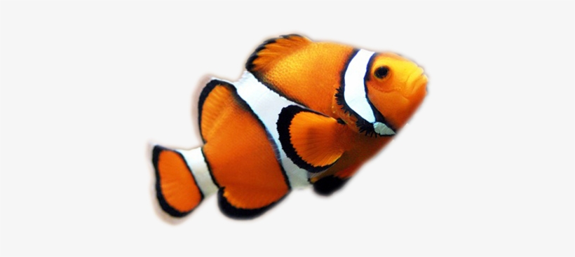 Aunque Los Corales Pueden Atrapar Plancton Y Pequeños - Clown Fish Transparent Background, transparent png