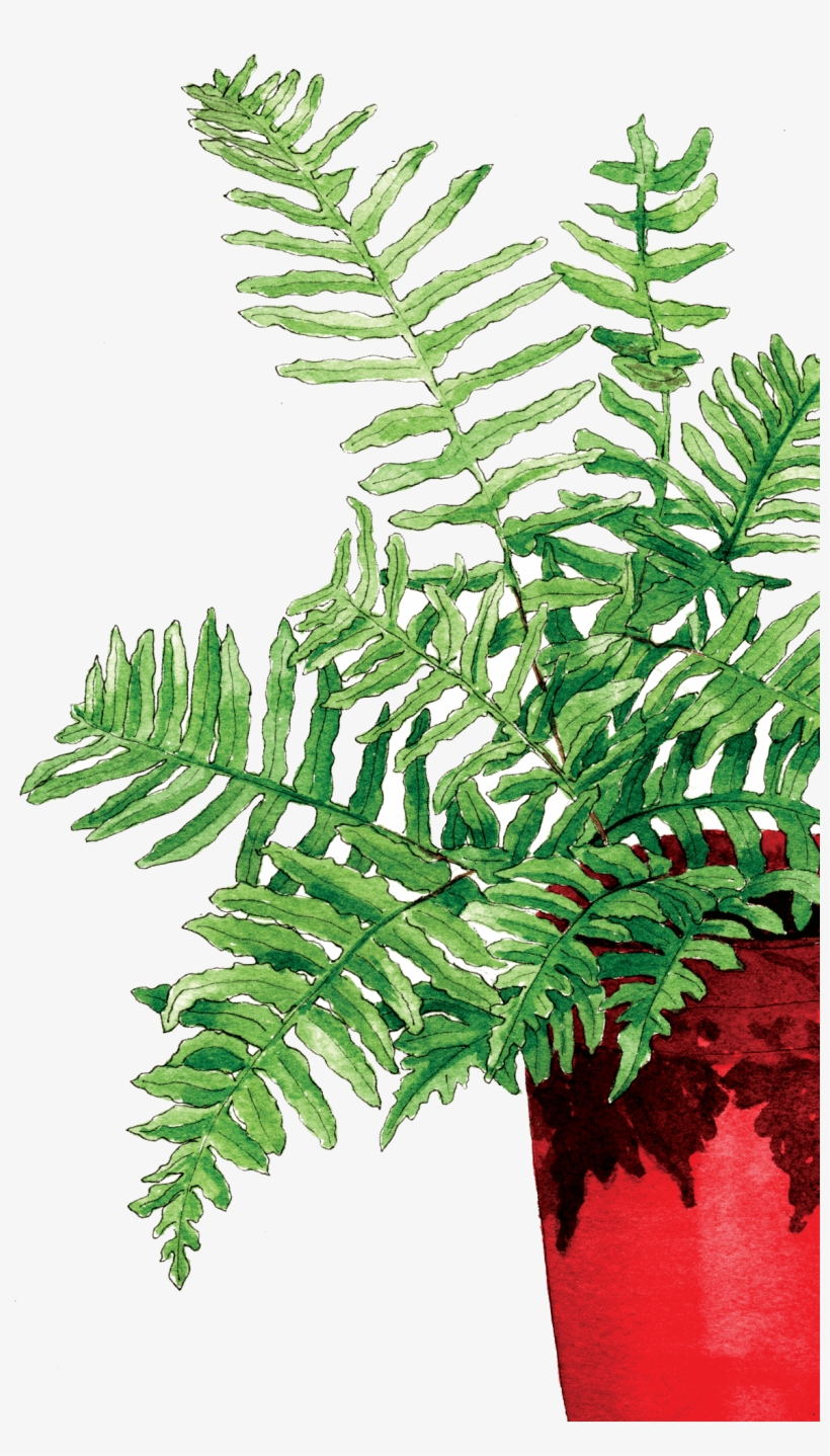 Fern In The Red Pot - Fern, transparent png