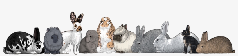 They Can Be Attached To Cages With Clips For Easy Moving - Snowshoe Hare, transparent png