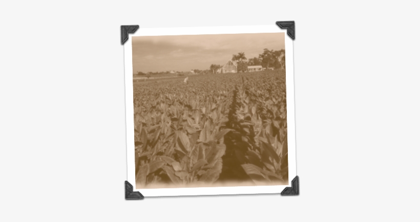 Pinar Del Rio Tobacco, transparent png