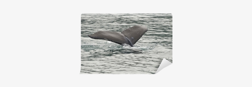 Humpback Whale Tail While Going Down In Glacier Bay - Humpback Whale, transparent png
