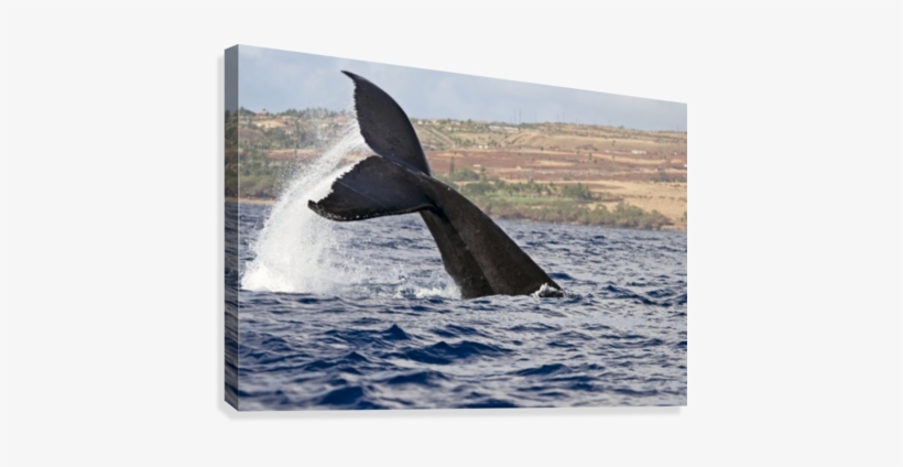 A Whale's Tail Splashing Above The Surface Of The Water - Printscapes Wall Art: 36" X 24" Canvas Print With Black, transparent png